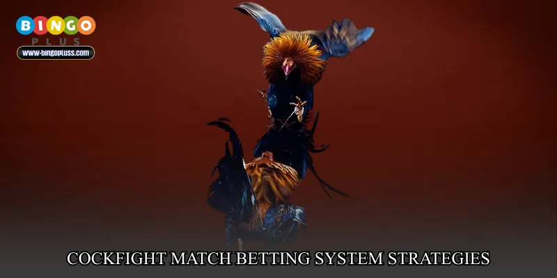 Cockfight match betting system strategies